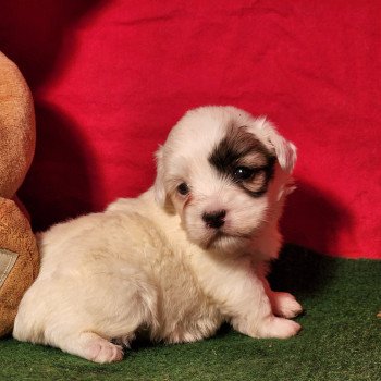 chiot Coton de tulear A Élevage du Royaume des P'tits Loups