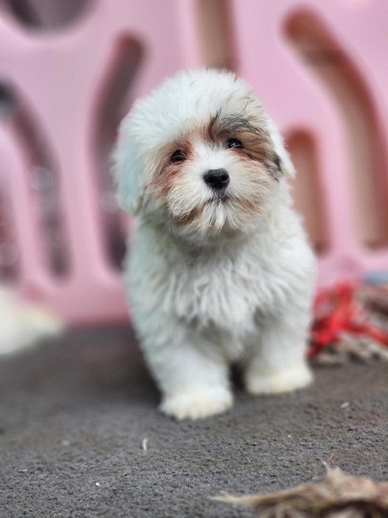 Altesse Femelle Coton de tulear