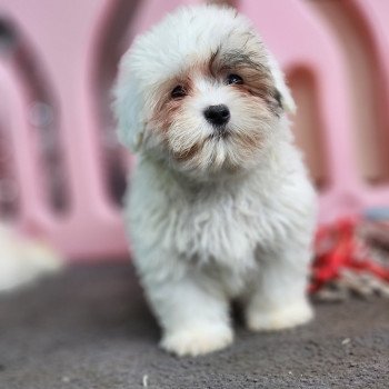 chiot Coton de tulear A Élevage du Royaume des P'tits Loups
