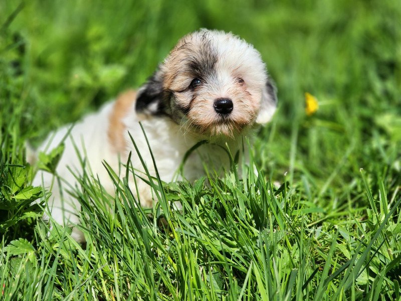 A Femelle Coton de tulear