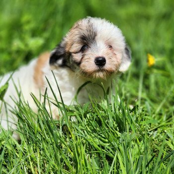 chiot Coton de tulear Sab.PBl.Env. A Élevage du Royaume des P'tits Loups chiot Coton de tulear Sab.PBl.Env. A Élevage du Royaume des P'tits Loups