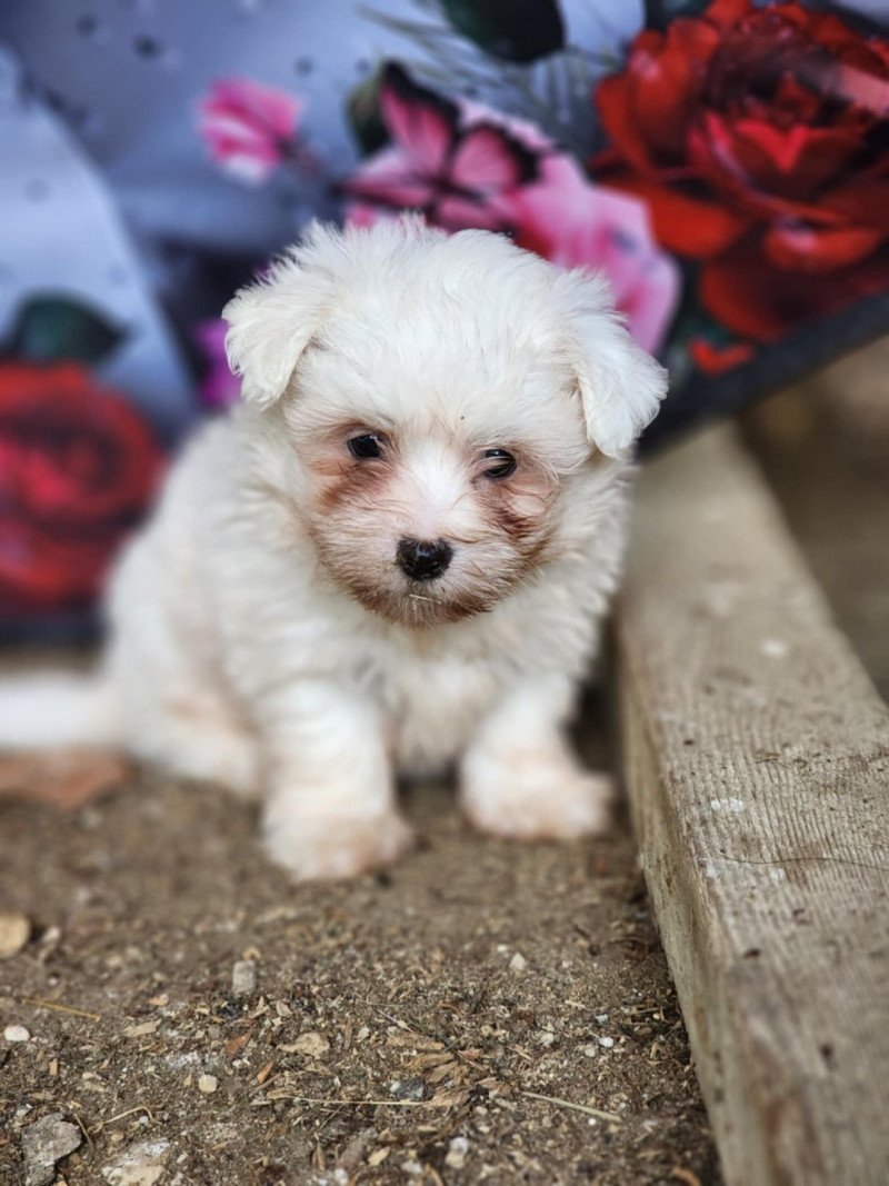 A Femelle Coton de tulear