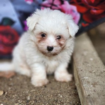 chiot Coton de tulear A Élevage du Royaume des P'tits Loups