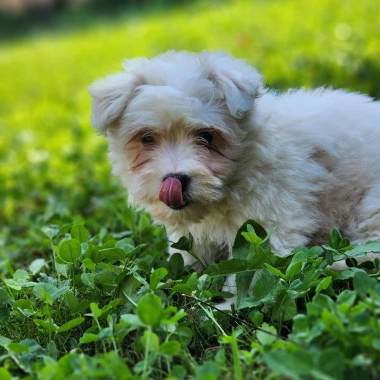 A Femelle Coton de tulear