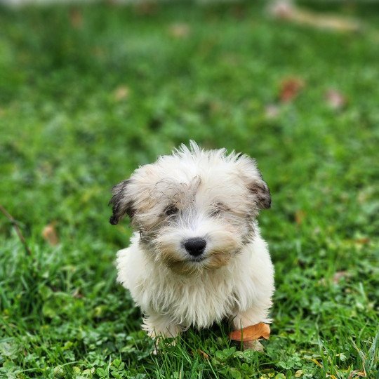 A Mâle Coton de tulear