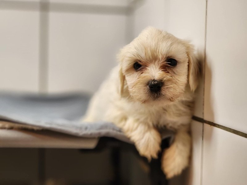 A Femelle Coton de tulear A Femelle Coton de tulear