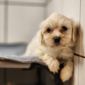 chiot Coton de tulear A Élevage du Royaume des P'tits Loups chiot Coton de tulear A Élevage du Royaume des P'tits Loups