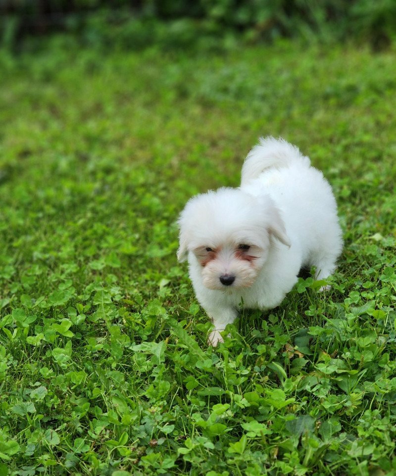 A Femelle Coton de tulear