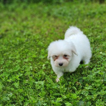 chiot Coton de tulear A Élevage du Royaume des P'tits Loups