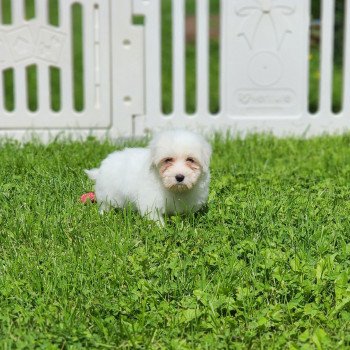 chiot Coton de tulear A Élevage du Royaume des P'tits Loups
