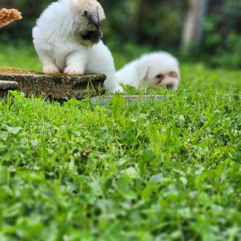chiot Coton de tulear A Élevage du Royaume des P'tits Loups