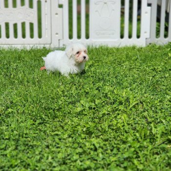 chiot Coton de tulear A Élevage du Royaume des P'tits Loups