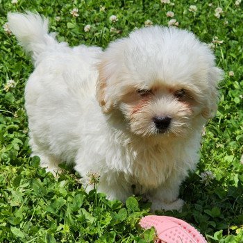 chiot Coton de tulear A Élevage du Royaume des P'tits Loups chiot Coton de tulear A Élevage du Royaume des P'tits Loups