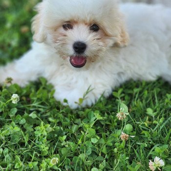 chiot Coton de tulear A Élevage du Royaume des P'tits Loups chiot Coton de tulear A Élevage du Royaume des P'tits Loups