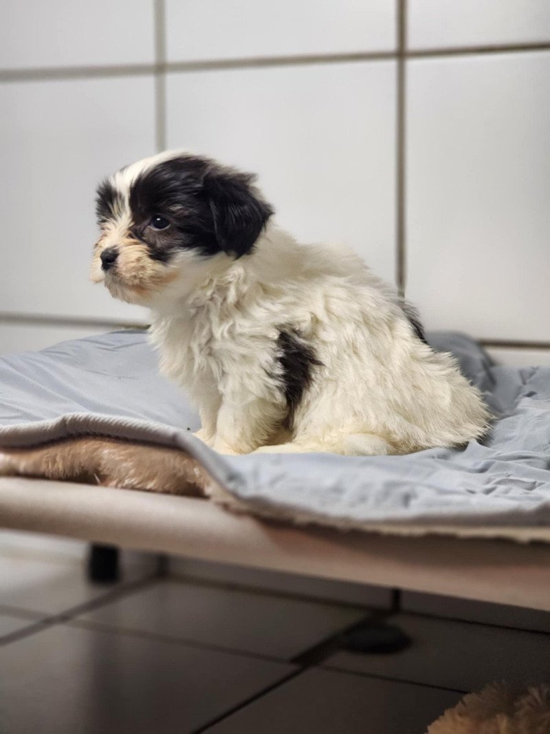 A Femelle Coton de tulear A Femelle Coton de tulear