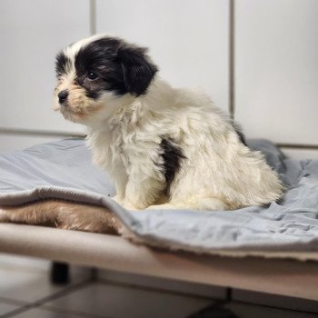 chiot Coton de tulear A Élevage du Royaume des P'tits Loups chiot Coton de tulear A Élevage du Royaume des P'tits Loups