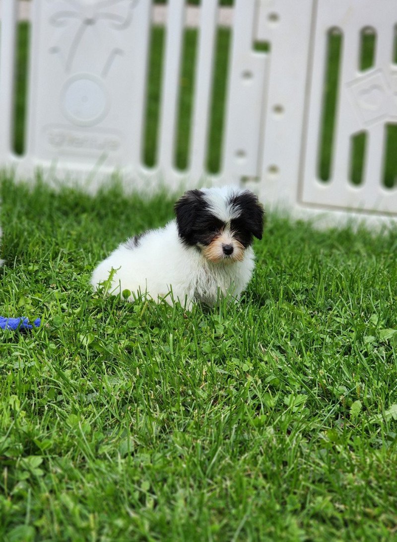 A Femelle Coton de tulear A Femelle Coton de tulear
