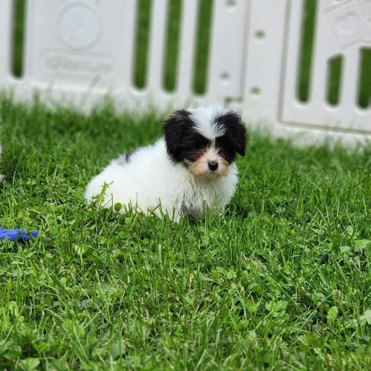 A Femelle Coton de tulear