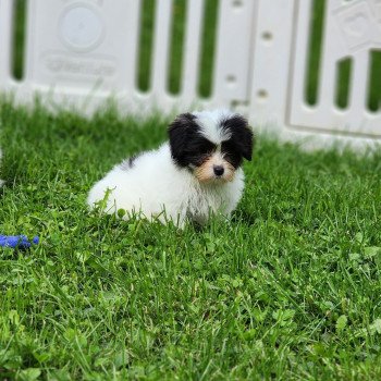 chiot Coton de tulear A Élevage du Royaume des P'tits Loups chiot Coton de tulear A Élevage du Royaume des P'tits Loups