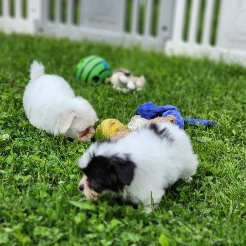 chiot Coton de tulear A Élevage du Royaume des P'tits Loups chiot Coton de tulear A Élevage du Royaume des P'tits Loups