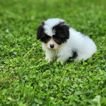 chiot Coton de tulear A Élevage du Royaume des P'tits Loups chiot Coton de tulear A Élevage du Royaume des P'tits Loups