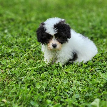 chiot Coton de tulear A Élevage du Royaume des P'tits Loups chiot Coton de tulear A Élevage du Royaume des P'tits Loups