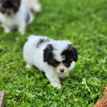 chiot Coton de tulear A Élevage du Royaume des P'tits Loups chiot Coton de tulear A Élevage du Royaume des P'tits Loups