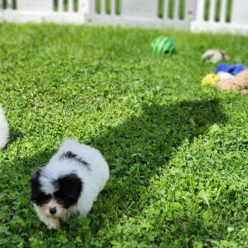 chiot Coton de tulear A Élevage du Royaume des P'tits Loups chiot Coton de tulear A Élevage du Royaume des P'tits Loups