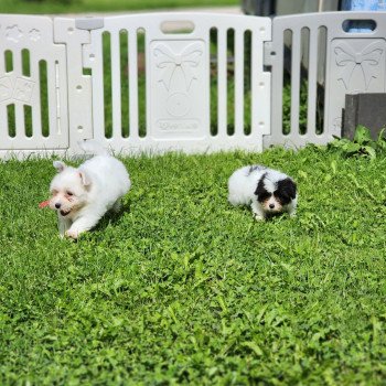 chiot Coton de tulear A Élevage du Royaume des P'tits Loups chiot Coton de tulear A Élevage du Royaume des P'tits Loups