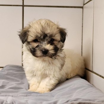 chiot Coton de tulear A Élevage du Royaume des P'tits Loups chiot Coton de tulear A Élevage du Royaume des P'tits Loups