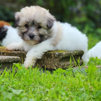 chiot Coton de tulear A Élevage du Royaume des P'tits Loups