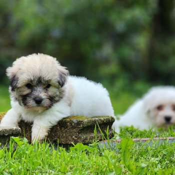 chiot Coton de tulear A Élevage du Royaume des P'tits Loups