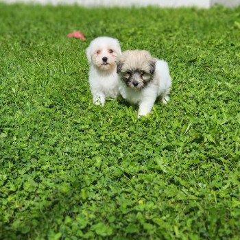 chiot Coton de tulear A Élevage du Royaume des P'tits Loups