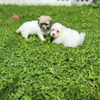 chiot Coton de tulear A Élevage du Royaume des P'tits Loups