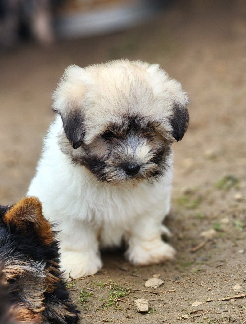 AÏKA Femelle Coton de tulear