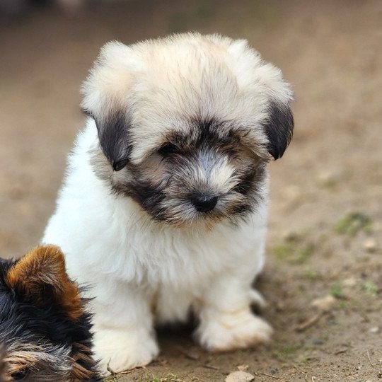AÏKA Femelle Coton de tulear