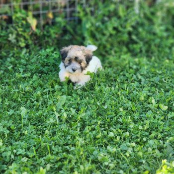 chiot Coton de tulear A Élevage du Royaume des P'tits Loups