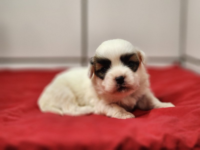 A Mâle Coton de tulear