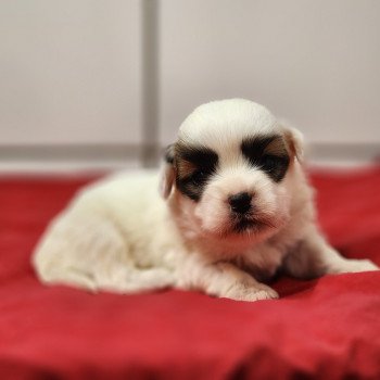 chiot Coton de tulear A Élevage du Royaume des P'tits Loups