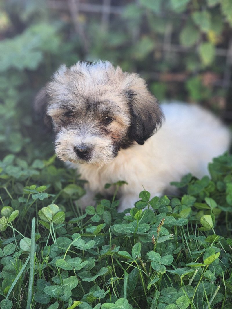 A Mâle Coton de tulear