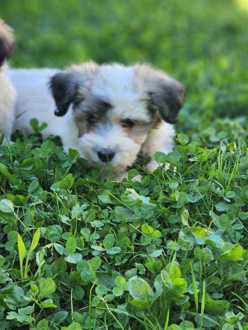 A Mâle Coton de tulear A Mâle Coton de tulear