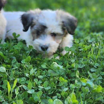 chiot Coton de tulear A Élevage du Royaume des P'tits Loups chiot Coton de tulear A Élevage du Royaume des P'tits Loups