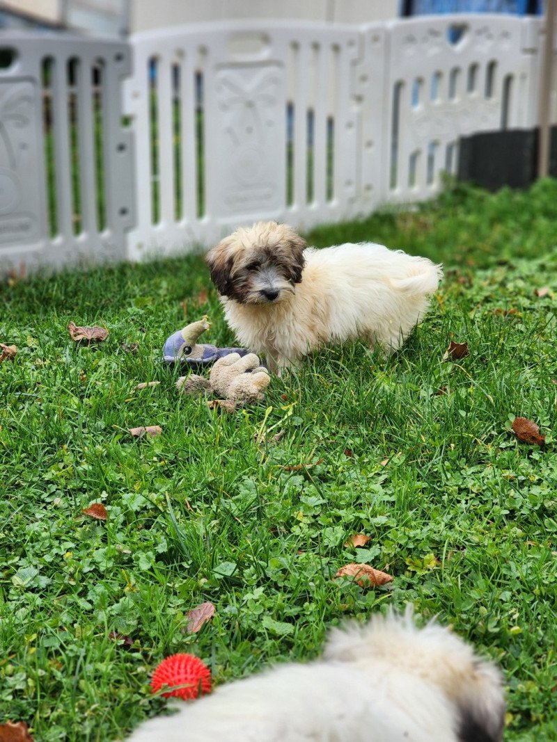 A Mâle Coton de tulear