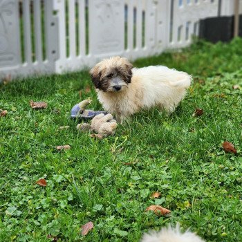 chiot Coton de tulear A Élevage du Royaume des P'tits Loups