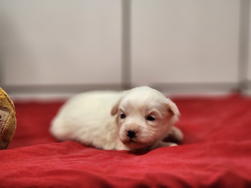 A Femelle Coton de tulear