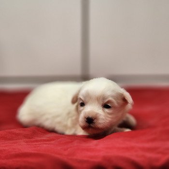 chiot Coton de tulear A Élevage du Royaume des P'tits Loups