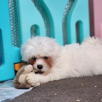 chiot Coton de tulear A Élevage du Royaume des P'tits Loups