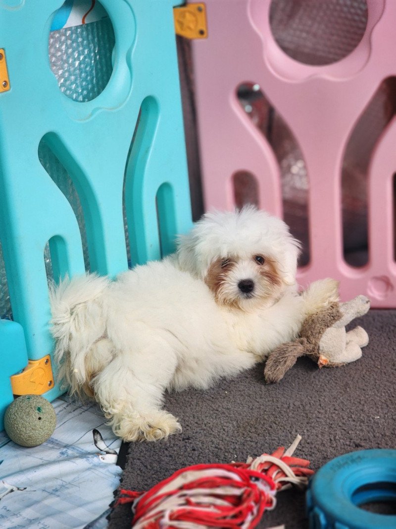 A Femelle Coton de tulear
