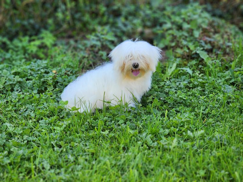 A Femelle Coton de tulear