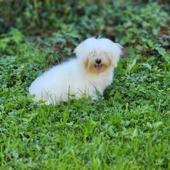 chiot Coton de tulear A Élevage du Royaume des P'tits Loups
